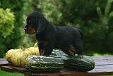 SETTER GORDON 047